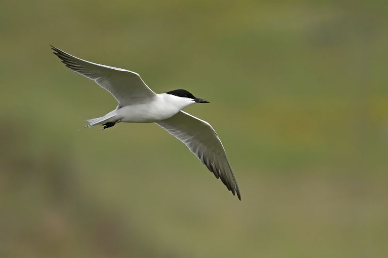 Gallery Gull-billed Tern