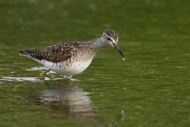Wood Sandpiper  (Tringa glareola)