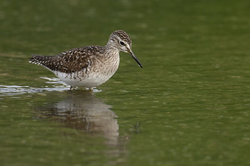 Gallery Wood Sandpiper
