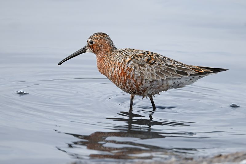 Curlew Sandpiper (Calidris ferruginea)	