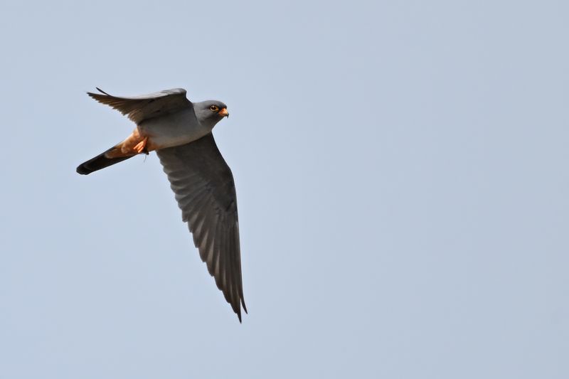 Red Footed Falcon (Falco vespertinus)
