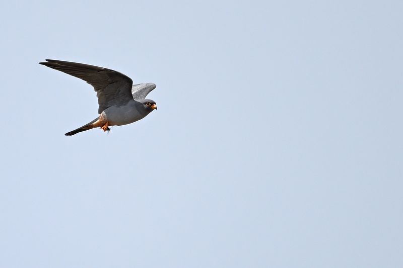 Red Footed Falcon (Falco vespertinus)
