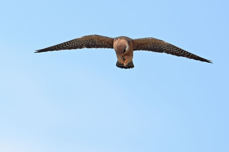 Red Footed Falcon (Falco vespertinus)
