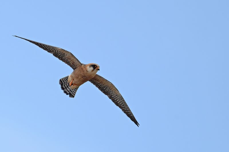 Red Footed Falcon (Falco vespertinus)