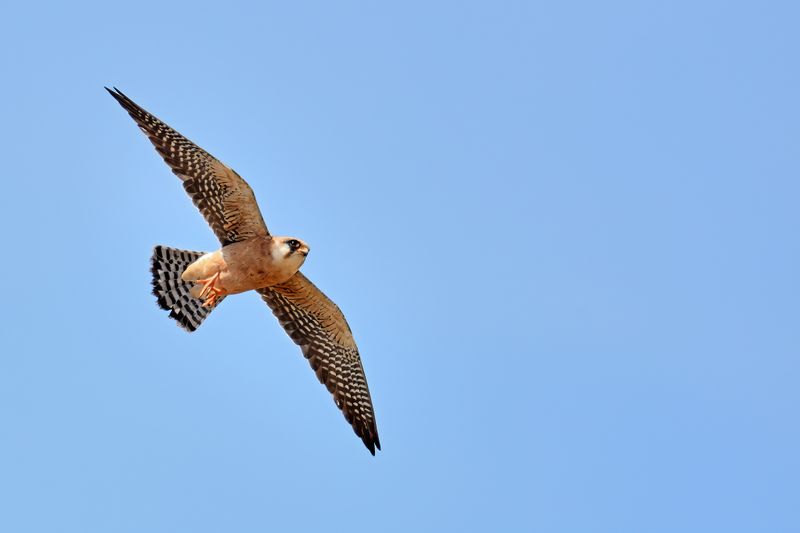Red Footed Falcon (Falco vespertinus)