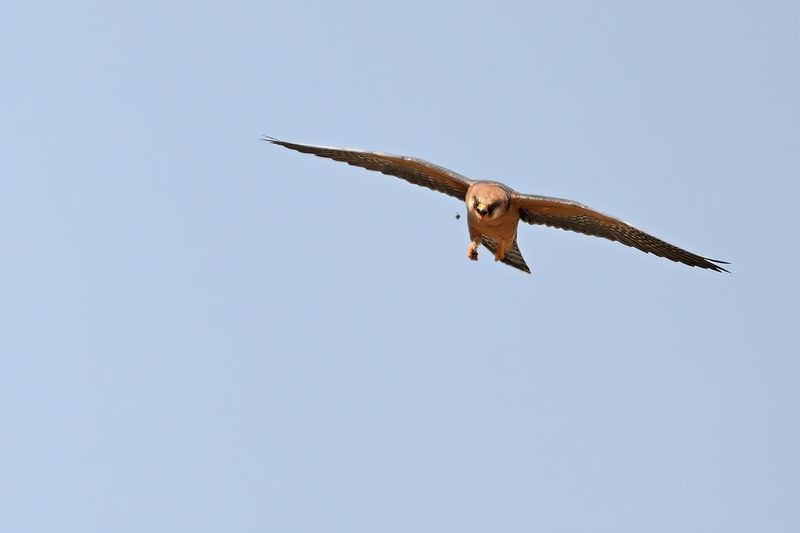 Red Footed Falcon (Falco vespertinus)