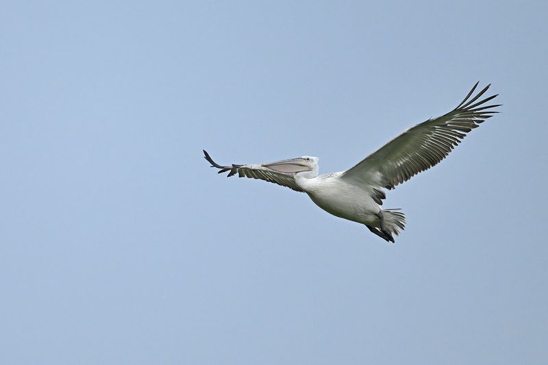 Dalmatian pelican (Pelecanus crispus)	