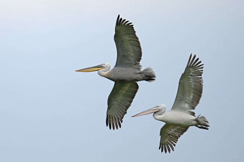 Dalmatian pelican (Pelecanus crispus)	