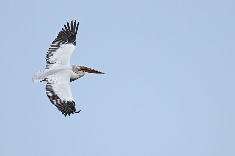 Dalmatian pelican (Pelecanus crispus)	