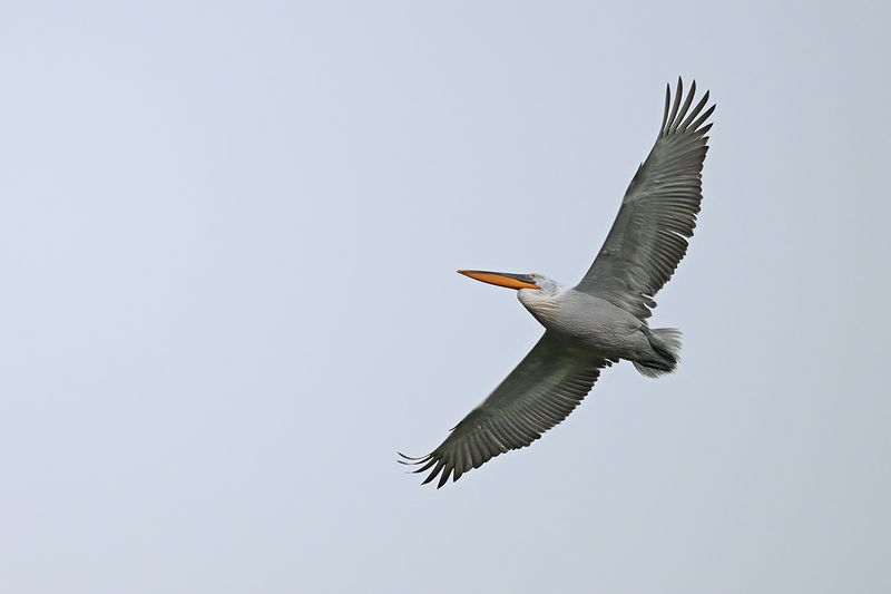 Dalmatian pelican (Pelecanus crispus)	