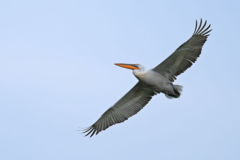 Dalmatian pelican (Pelecanus crispus)	