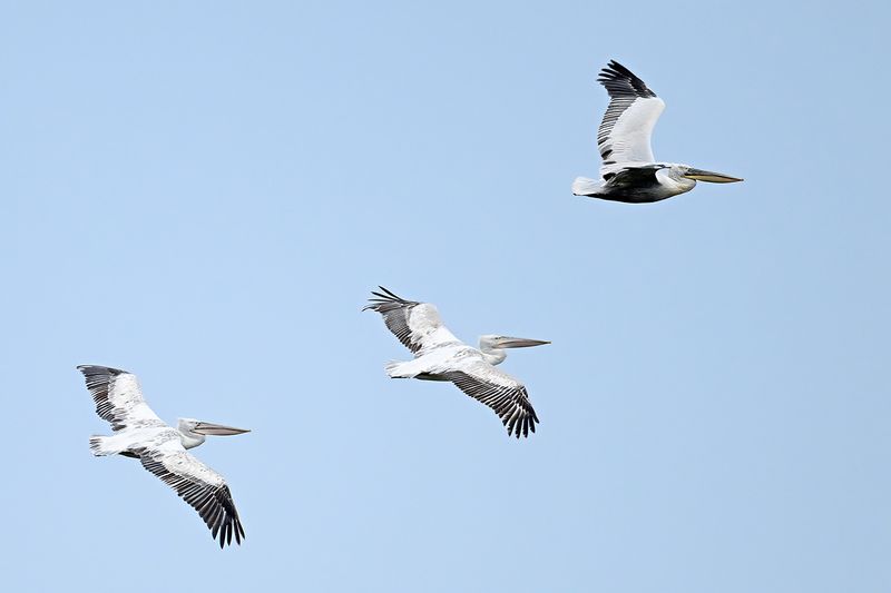 Dalmatian pelican (Pelecanus crispus)	