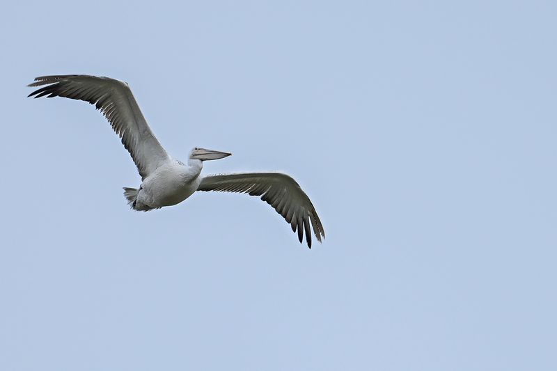 Dalmatian pelican (Pelecanus crispus)	