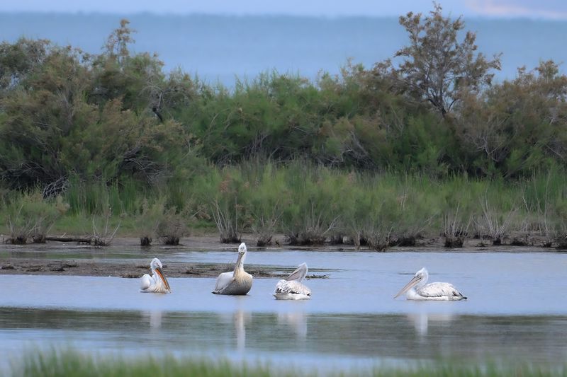 Dalmatian pelican