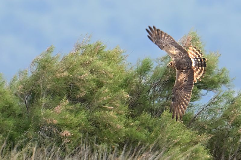 Montagu's Harrier (Circus pygargus)