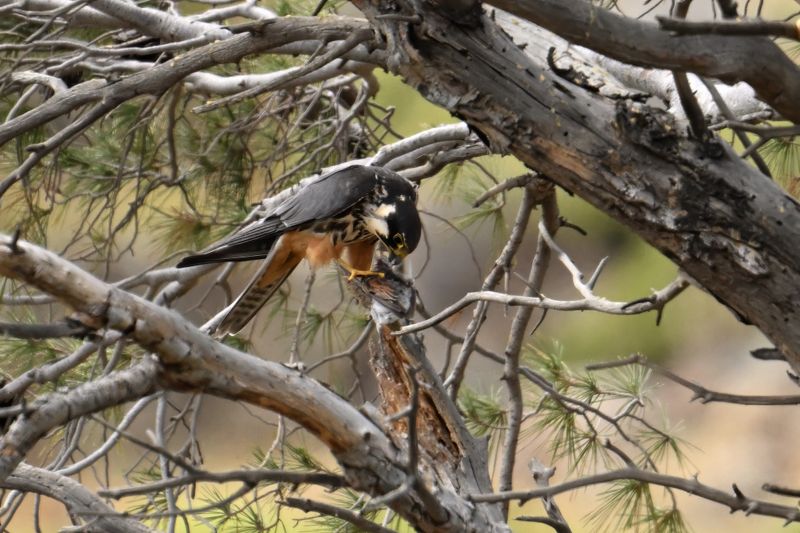 Hobby (Falco subbuteo)