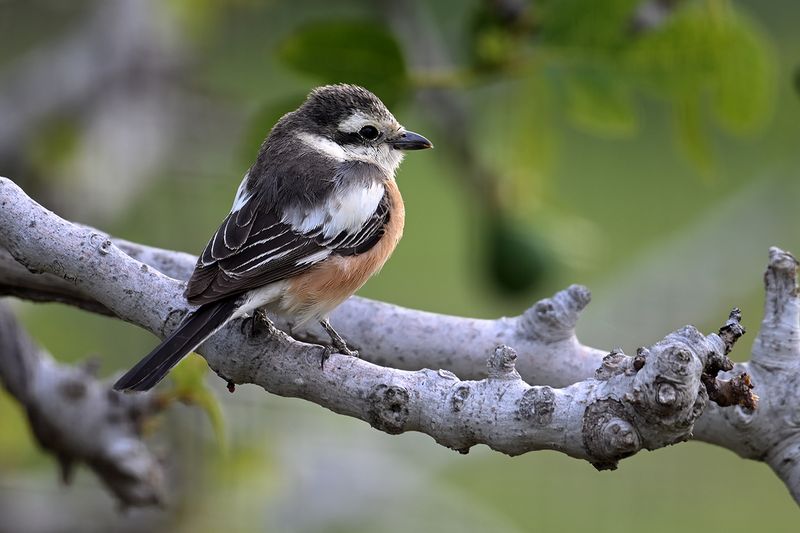 Masked shrike (Lanius nubicus) ♀