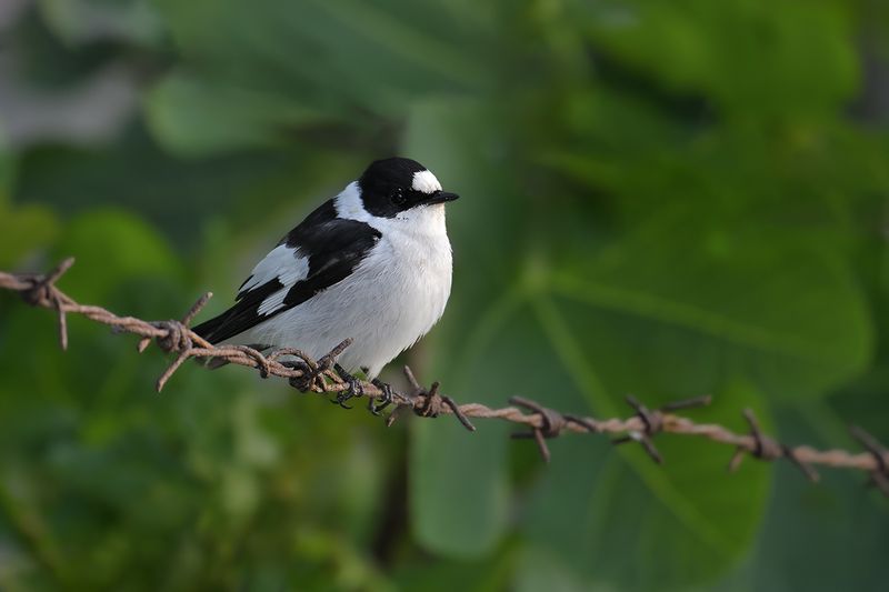 Collared flycatcher (Ficedula albicollis)