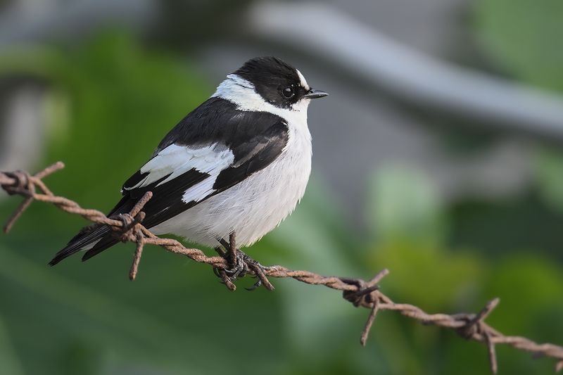 Gallery Collared Flycatcher