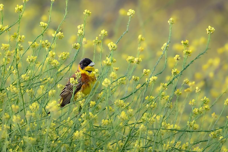 Gallery Black-headed Bunting