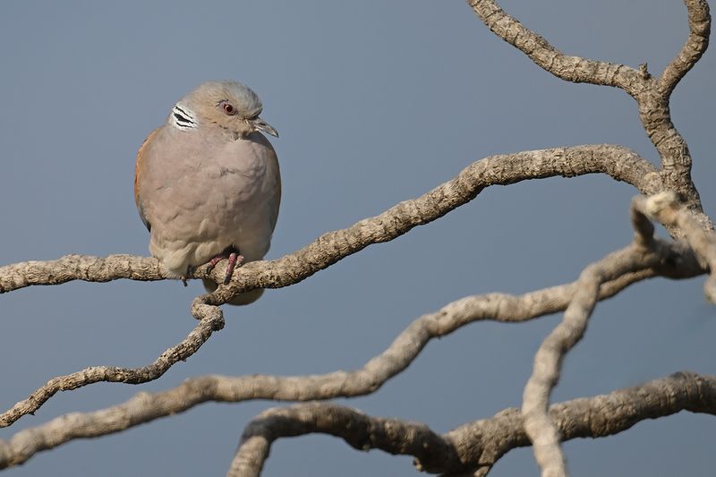 Gallery Turtle Dove