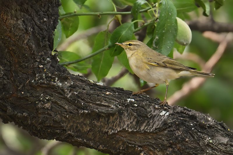 Willow Warbler ( Phylloscopus trochilus)