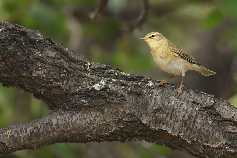 Gallery Willow Warbler