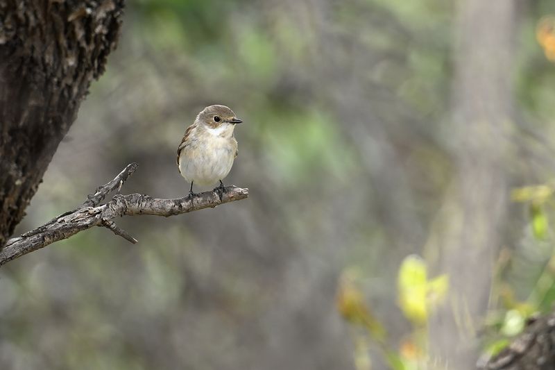 Pied Flycatcher (Ficedula hypoleuca)