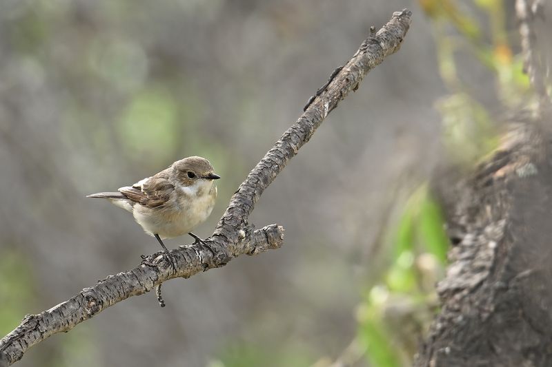 Pied Flycatcher (Ficedula hypoleuca)