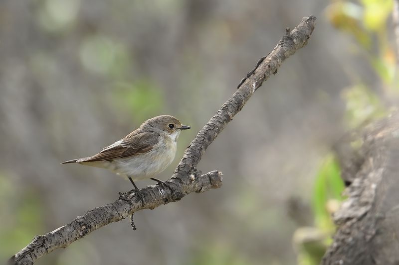 Pied Flycatcher (Ficedula hypoleuca)