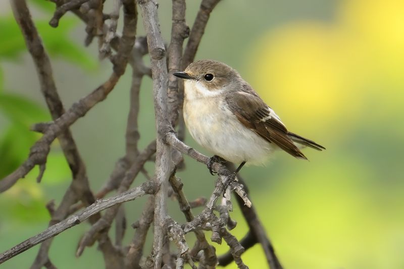 Gallery Pied Flycatcher