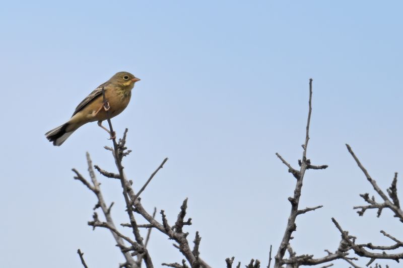Gallery Ortolan Bunting
