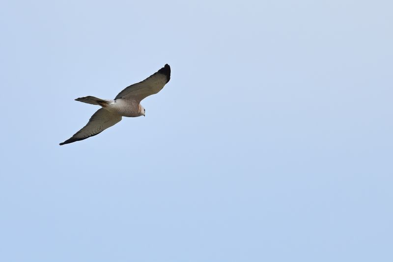 Gallery Levant sparrowhawk 