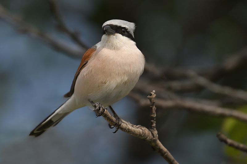 Red-backed Shrike (Lanius collurio)