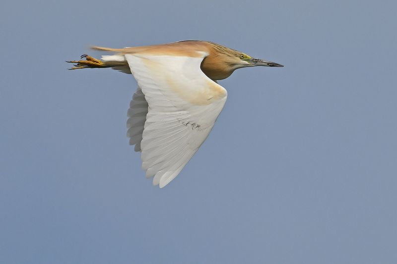 Squacco Heron (Ardeola ralloides)