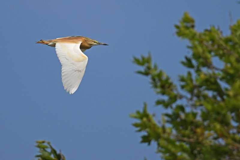 Squacco Heron (Ardeola ralloides)