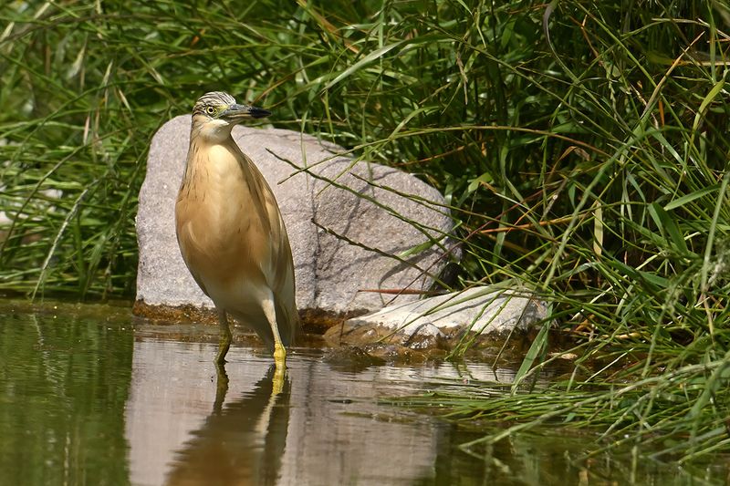 Squacco Heron (Ardeola ralloides)