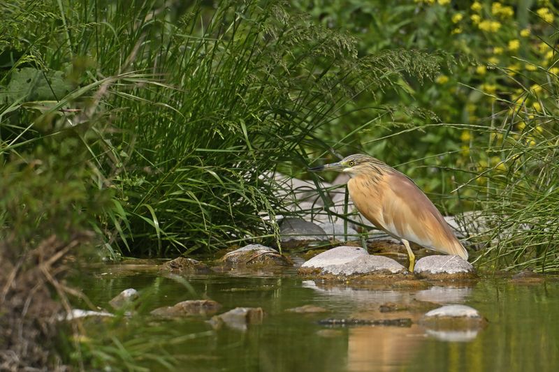 Gallery Squacco Heron 