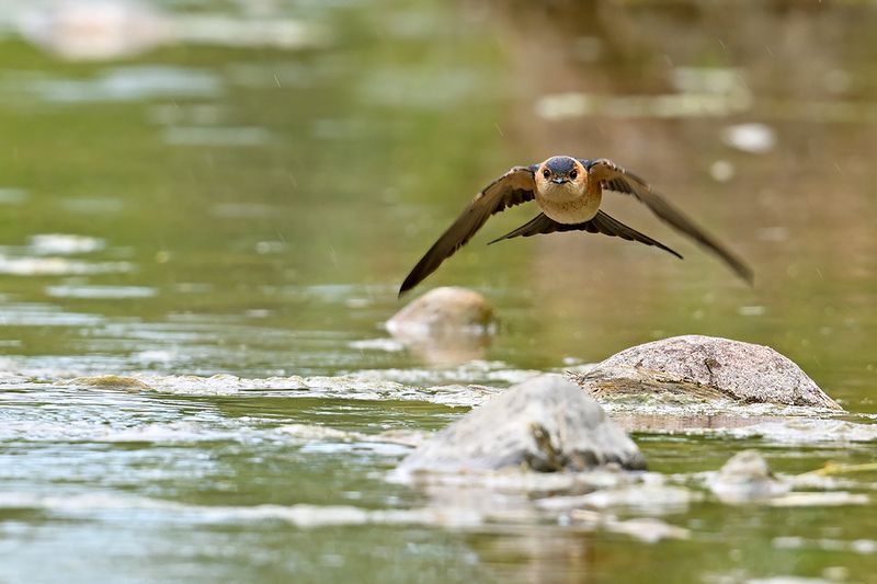 Gallery Red-rumped Swallow