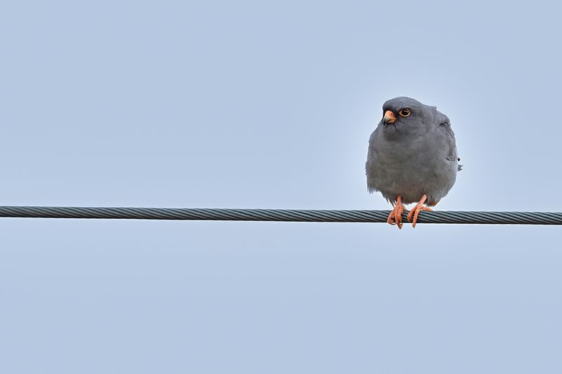 Red Footed Falcon (Falco vespertinus) ♂