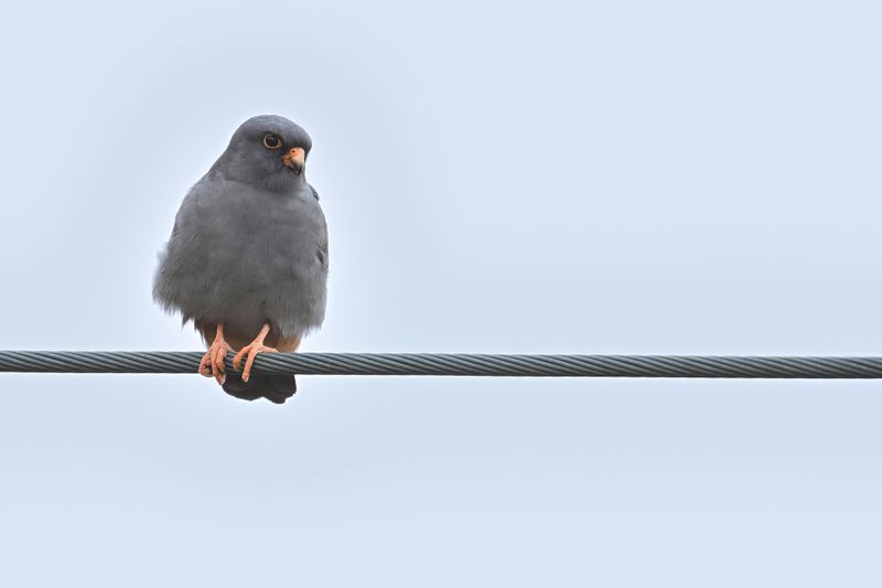 Gallery Red Footed Falcon