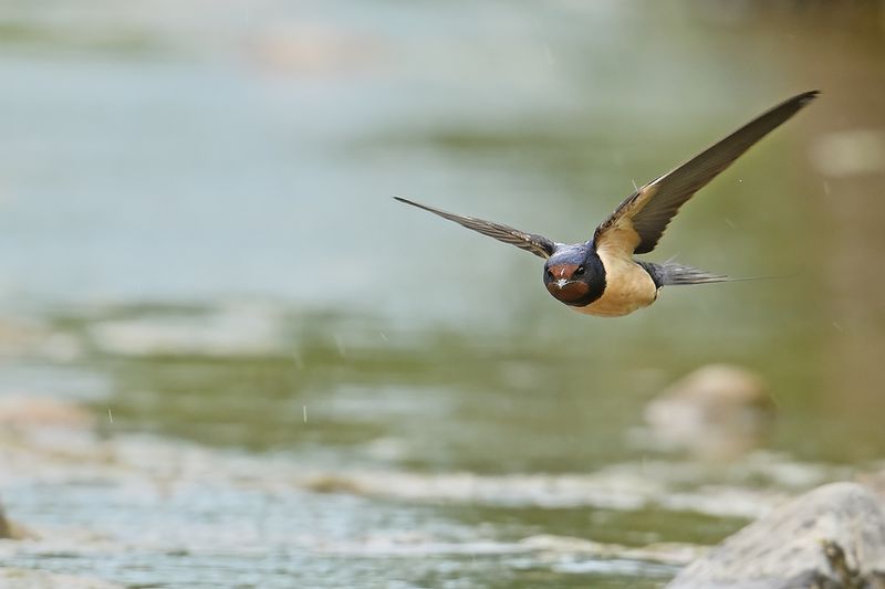 Barn Swallow (Hirundo rustica)