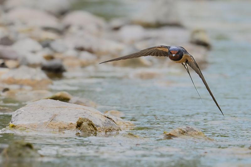 Barn Swallow (Hirundo rustica)