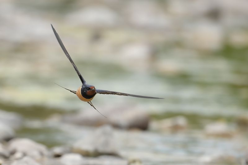 Barn Swallow (Hirundo rustica)