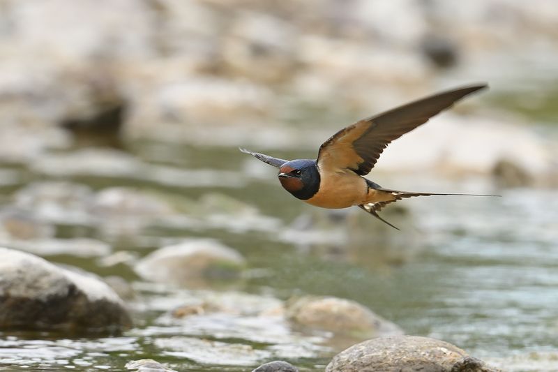 Barn Swallow (Hirundo rustica)