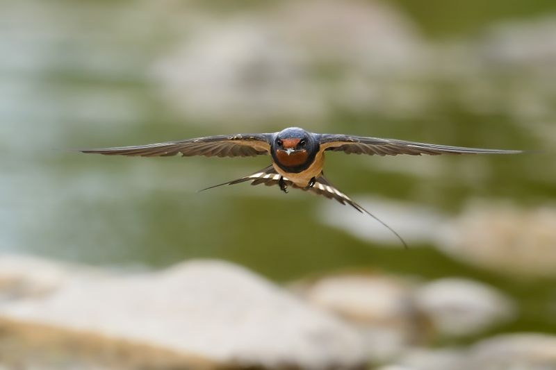 Gallery Barn Swallow (Hirundo rustica) 