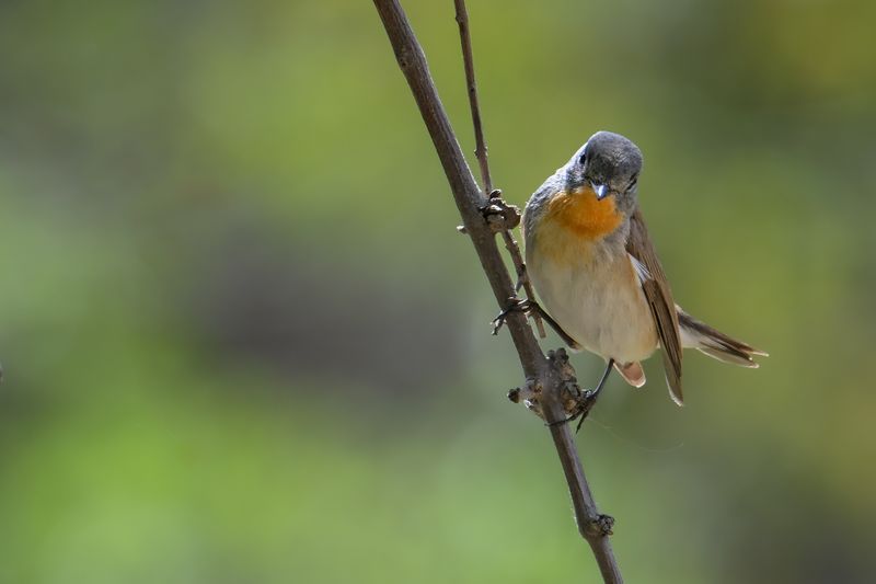 Red-breasted Flycatcher (Ficedula parva)