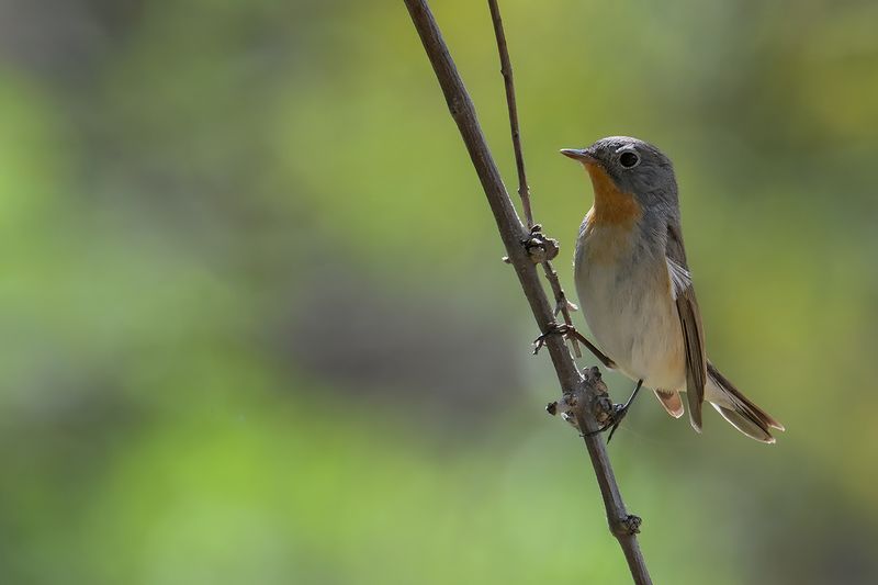 Red-breasted Flycatcher (Ficedula parva)