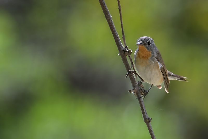 Red-breasted Flycatcher (Ficedula parva)