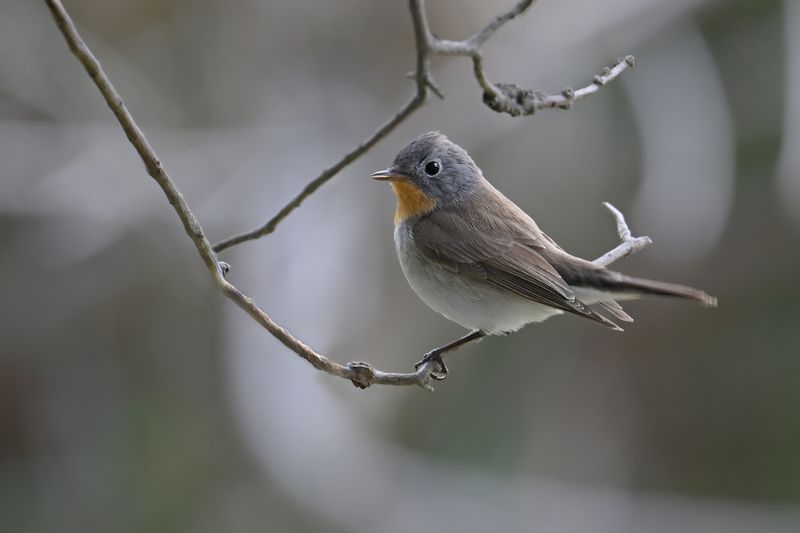 Red-breasted Flycatcher (Ficedula parva)